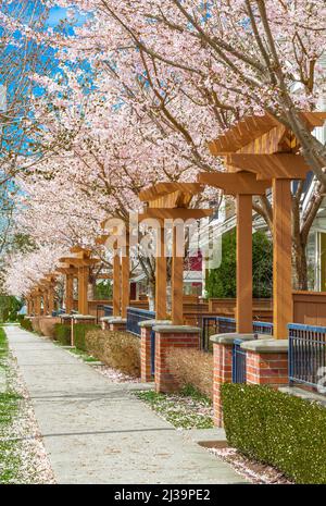 Malerischer Ausblick im Frühling auf einen gewundenen Gartenpfad, der von wunderschönen Kirschbäumen gesäumt ist. Straßenfoto, Niemand, selektiver Fokus Stockfoto