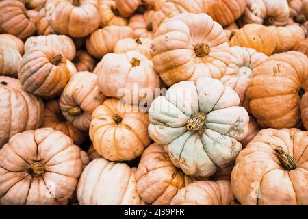 Haufen pastellfarbener Kürbisse an einem Kürbisfeld in Washington Stockfoto