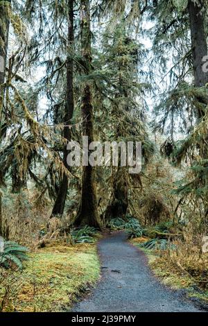 Trail im Hoh Rainforest des Olympic National Park Stockfoto