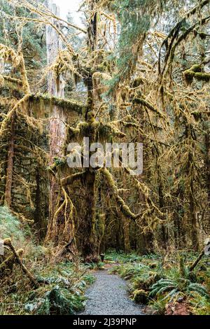 Der Hall of Mosses Trail im Olympic National Park Stockfoto