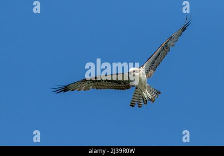 Ein Fischadler schwebt über dem Wasser, seine Flügel sind am Himmel ausgebreitet und jagen Meerbarsche. Stockfoto