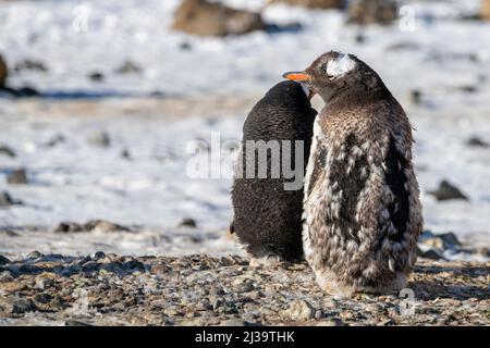 Antarktis, Antarktische Halbinsel, Brown Bluff. Mausender Gentoo-Pinguin (Pygoscelis papua) Stockfoto