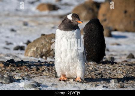 Antarktis, Antarktische Halbinsel, Brown Bluff. Mausender Gentoo-Pinguin (Pygoscelis papua) Stockfoto