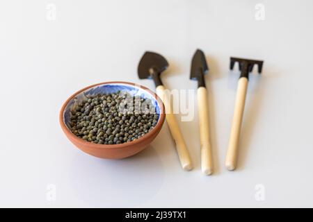 Okra-Samen in einer Tonschale mit Mini-Gartengeräten Stockfoto