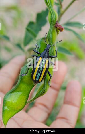 Exophthalmus Similis Drury Auf Pigeon Peas Pod Stockfoto