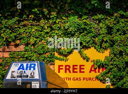 Creeping Fig (Ficus pumila) bedeckt eine Wand hinter der öffentlichen Luftpumpe einer Tankstelle, 26. März 2022, in Mobile, Alabama. Stockfoto