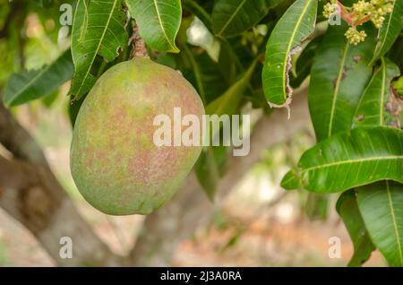 Eine Julie Mango unter den Blättern Stockfoto