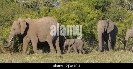 Eine Herde afrikanischer Elefanten in Bewegung, Baby folgt Mama genau. Krüger National Park, Südafrika. Stockfoto