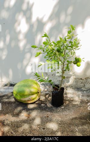 Kürbis Und Key Lime Plant Stockfoto