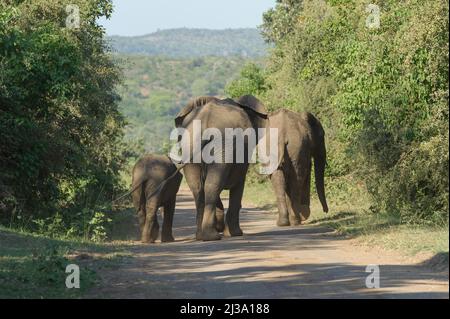 3 afrikanische Elefanten unterschiedlicher Größe, die auf einer unbefestigten Straße spazieren, Schwänze schwangen im Einklang. Krüger National Park, Südafrika. Stockfoto
