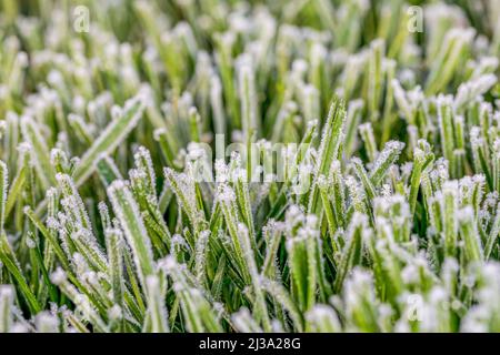 Gras bedeckt mit Frost im frühen Frühjahr. Rasenpflege, Landschaftsbau und Wetterkonzept. Stockfoto