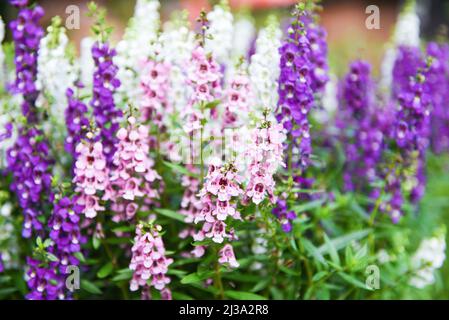 Schöne Blumen lila rosa weiß im Topf, bunte Angelonia Blumen im Natur Blumengarten, Sommer snapdragon Stockfoto