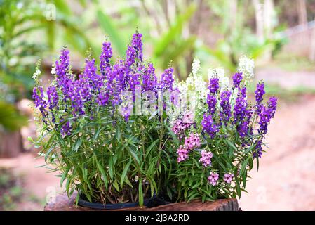 Schöne Blumen lila rosa weiß im Topf, bunte Angelonia Blumen im Natur Blumengarten, Sommer snapdragon Stockfoto