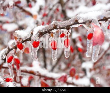 Gefrorene Berberbeeren, die an einem Wintertag im Schnee und Eis an einem Ast hängen Stockfoto