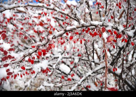 Gefrorene Berberbeeren, die an einem Wintertag im Schnee und Eis an einem Ast hängen Stockfoto