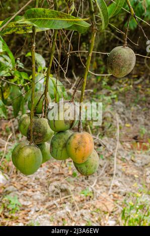 Gemeinsame Mango Bündel Stockfoto