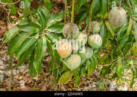 Gemeinsame Mangos außerhalb Stockfoto