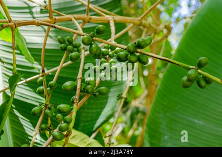 Grüner Kaffee Beeren Auf Baum Stockfoto