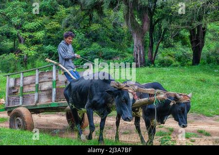 Natalicio Talavera, Guaira, Paraguay - 19. März 2022: Ein armer Bauer mit Ochsenwagen im paraguayischen Dschungel. Stockfoto