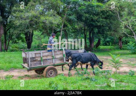 Natalicio Talavera, Guaira, Paraguay - 19. März 2022: Ein armer Bauer mit Ochsenwagen im paraguayischen Dschungel. Stockfoto