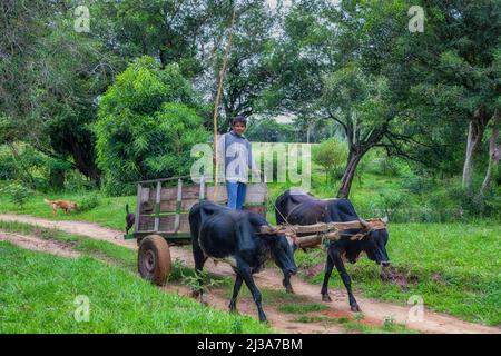 Natalicio Talavera, Guaira, Paraguay - 19. März 2022: Ein armer Bauer und seine beiden Hunde mit Ochsenwagen im paraguayischen Dschungel. Stockfoto