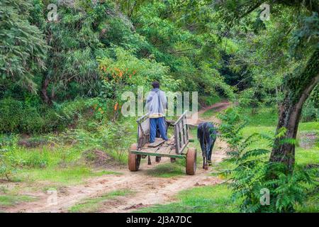 Ein armer Bauer mit einem Ochsenkarren im paraguayischen Dschungel. Stockfoto