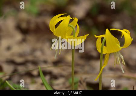 Glacier Lilies in Rowena, Oregon, in der Columbia Gorge, Oregon, aufgenommen im Frühling Stockfoto