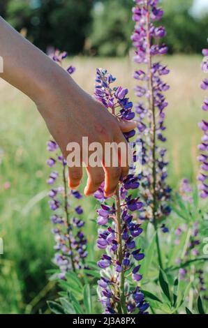 Die Hand eines jungen Mannes berührt die Blumen der Fliederlupinen Stockfoto