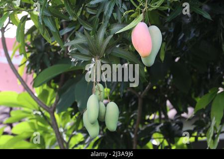 Mangos reifen auf einem Baum im Hinterhof, Mahachanok Mango auf einem Baum. Stockfoto