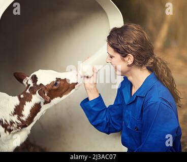 Was für ein Cutie. Porträt einer Bäuerin, die auf dem Bauernhof ein Kalb von Hand füttert. Stockfoto