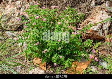 White-sage-Pflanze Stockfoto