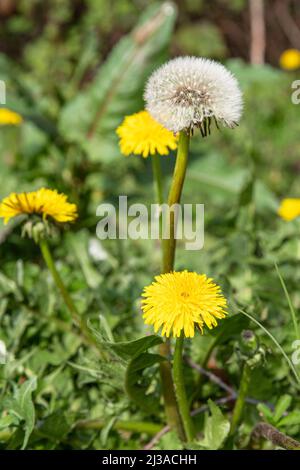 Im Frühling blühen im Gras eines Gartens die Eselinnen und Samen Stockfoto