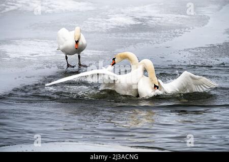 Kampf gegen stumme Schwäne in Helsinki, Finnland Stockfoto