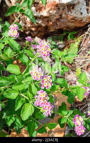 Blumen Der Lantana Camara Pflanze Stockfoto