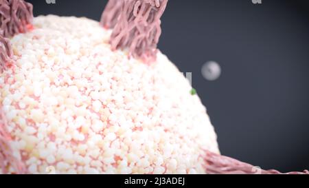 Virus, das an den Zellrezeptor gebunden ist und RNA injiziert, Coronavirus-Infektionskonzept covid-19 3D-Rendering Stockfoto