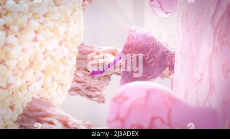 Virus, das an den Zellrezeptor gebunden ist und RNA injiziert, Coronavirus-Infektionskonzept covid-19 3D-Rendering Stockfoto