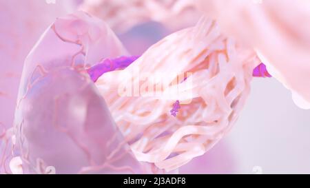 Virus, das an den Zellrezeptor gebunden ist und RNA injiziert, Coronavirus-Infektionskonzept covid-19 3D-Rendering Stockfoto