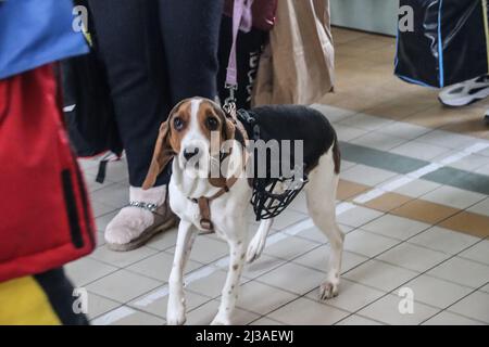 Przemysl, Polen. 3. April 2022. Ein ukrainischer Flüchtlingshund wartet mit seinem Besitzer am Bahnhof Przemysl auf ein neues Zuhause, bis der Krieg vorbei ist. (Bild: © Amy Katz/ZUMA Press Wire) Stockfoto