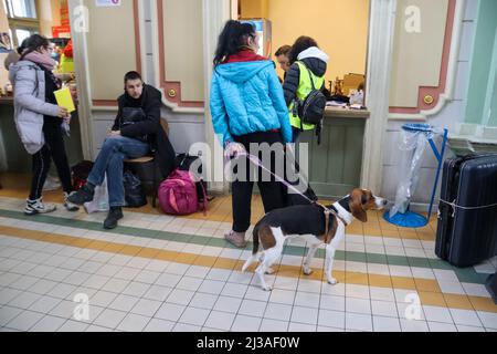 Przemysl, Polen. 3. April 2022. Ein ukrainischer Flüchtlingshund wartet mit seinem Besitzer am Bahnhof Przemysl auf ein neues Zuhause, bis der Krieg vorbei ist. (Bild: © Amy Katz/ZUMA Press Wire) Stockfoto