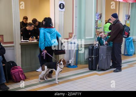 Przemysl, Polen. 3. April 2022. Ein ukrainischer Flüchtlingshund wartet mit seinem Besitzer am Bahnhof Przemysl auf ein neues Zuhause, bis der Krieg vorbei ist. Drei Feuerwehrmänner im Fenster unterstützen sie. (Bild: © Amy Katz/ZUMA Press Wire) Stockfoto