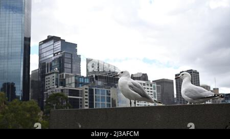 An einem bewölkten Tag thronen zwei junge Möwen oder Möwen an einer Wand mit dem Stadtbild Melbournes und dem bewölkten Himmel im Hintergrund Stockfoto