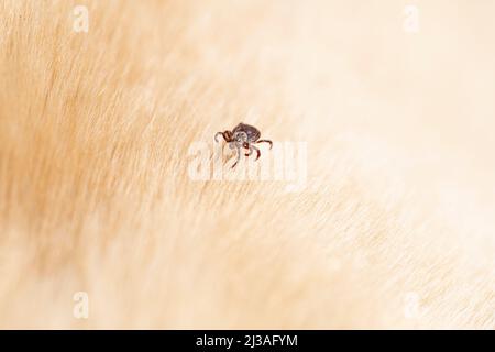 Zecken Arachnid Parasiten Insekt Makro. Kopierbereich, selektiver Fokus Stockfoto