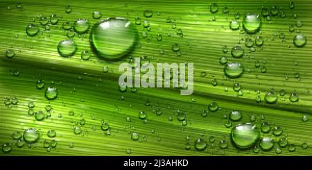 Baumblatt Textur mit Wassertropfen, Palmen oder Bananengrün Pflanze mit rein glänzenden Tau Tröpfchen abstrakten Hintergrund. Frühling oder Sommer Blumen Natur clos Stock Vektor
