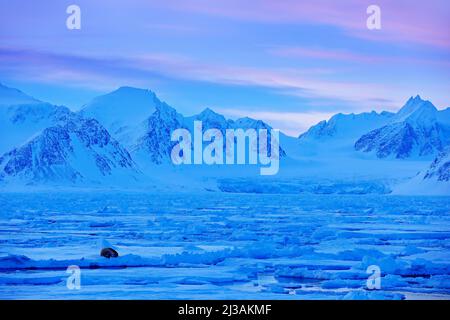 Winterlandschaft mit Tieren. Walrus, Odobenus rosmarus, ragen aus blauem Wasser auf weißem Eis mit Schnee, Svalbard, Norwegen. Winterlandschaft mit groß Stockfoto