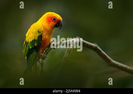 Gelber Vogel. Sonnensittich, Aratinga solstitialis, seltener Papagei aus Brasilien und Französisch-Guayana. Portrait gelb grüner Papagei mit rotem Kopf. Vogel aus Sou Stockfoto