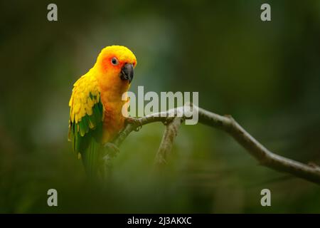 Sonnensittich, Aratinga solstitialis, seltener Papagei aus Brasilien und Französisch-Guayana. Portrait gelb grüner Papagei mit rotem Kopf. Vogel aus Südamerika. W Stockfoto