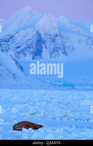 Winterlandschaft mit Tieren. Walrus, Odobenus rosmarus, ragen aus blauem Wasser auf weißem Eis mit Schnee, Svalbard, Norwegen. Winterlandschaft mit groß Stockfoto