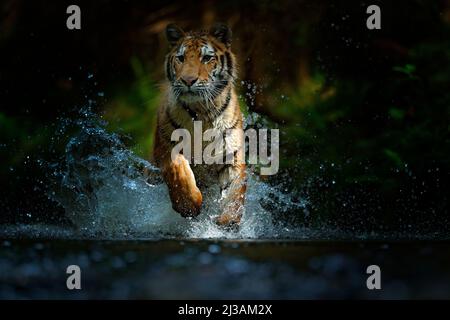 Aggression, aggressiv, Wut, wütend, Tier, asien, Beast, beautiful, beauty, bengal, Groß, gefangen, Fleischfresser, Katze, china, Nahaufnahme, Nahaufnahme, Gefahr, Exp Stockfoto
