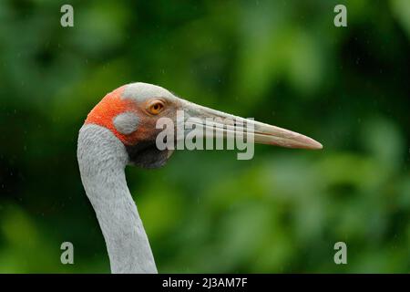 Brolga Crane, Antigone rubicunda, mit dunkelgrünem Hintergrund. Vogelkopf mit goldenem Wappen in schönem Abendlicht. Sonnenuntergang in der Natur. Wildlife sce Stockfoto