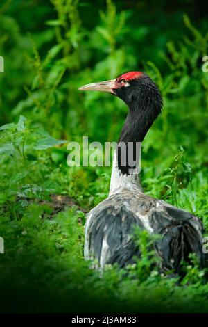 Schwarzhalskrane, Grus nigricollis, Wildtierszene aus der Natur. Großer Vogel mit rotem Kopf, China, Asien. Seltener Vogel aus dem tibetischen Plateau und abgelegenem Teil Stockfoto